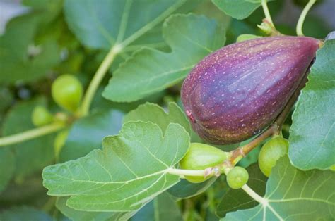 無花果樹花|イチジク(無花果)とは？花の特徴・花言葉・育て方・。